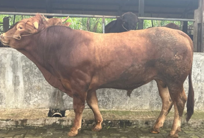 Sapi Cross Hitam